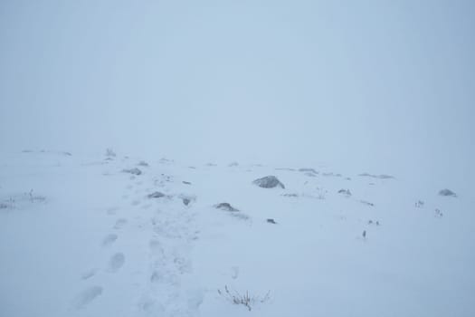 In a snowstorm