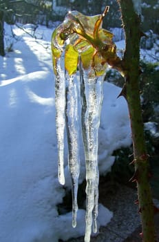 ice or ice winter or ice cream or ice arctic or ice antactica