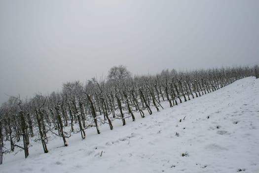 winter or winter snow or winter ice or winter deep snow
