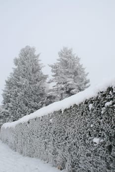 winter or winter snow or winter ice or winter deep snow