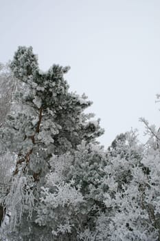 winter or winter snow or winter ice or winter deep snow