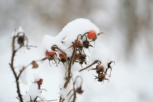 Rosehip in the snow