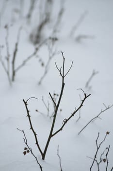 snowed-in rose