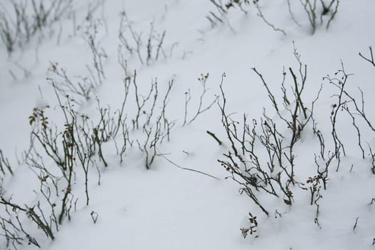 snowed-in rose