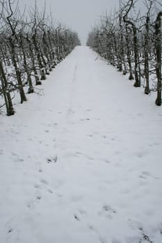winter or winter snow or winter ice or winter deep snow