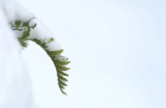 Fern in the snow