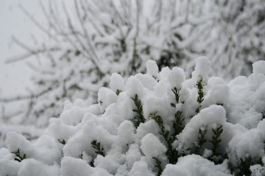 Snowfall