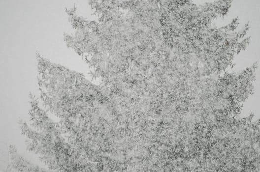 Snowfall