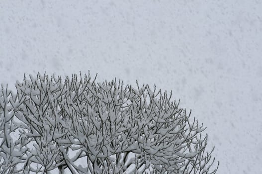 Snowfall