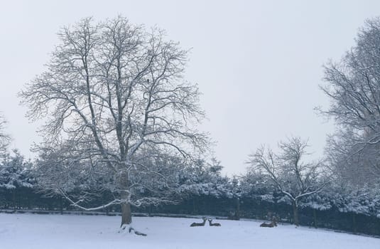 winter or winter snow or winter ice or winter deep snow