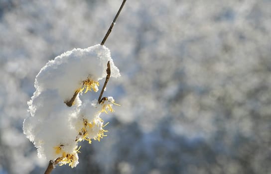 March snow