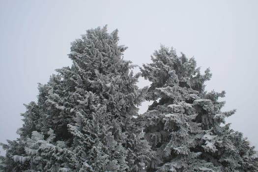winter or winter snow or winter ice or winter deep snow