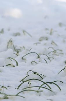 March snow
