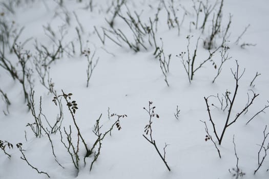 snowed-in rose