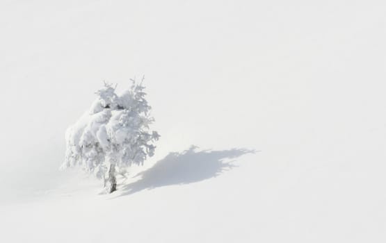 winter or winter snow or winter ice or winter deep snow
