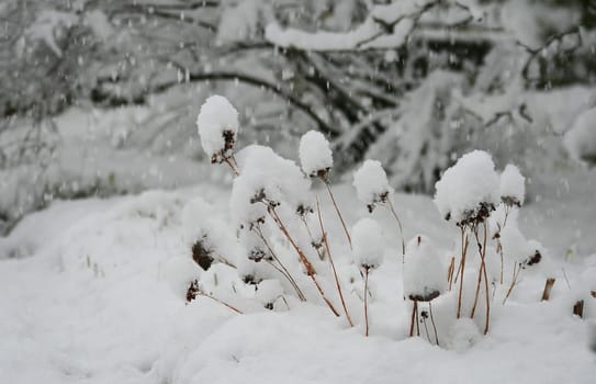 Snowfall