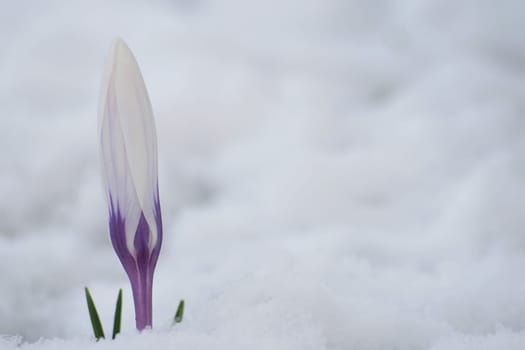 March snow