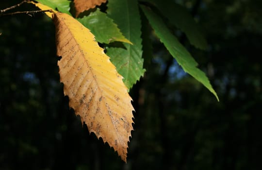 Chestnut in autumn