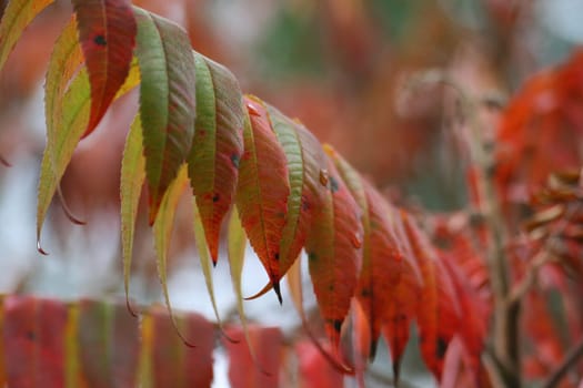 Vinegar tree in autumn