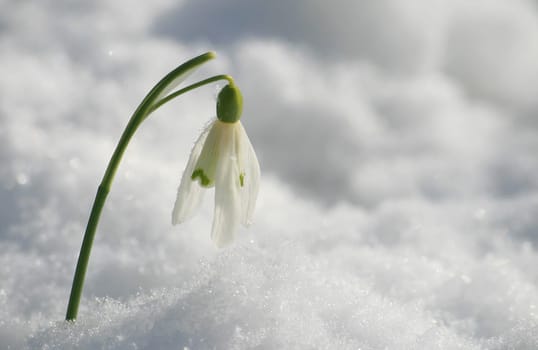 March snow
