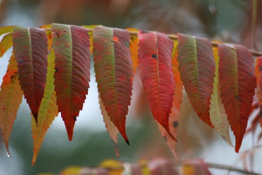 Vinegar tree in autumn