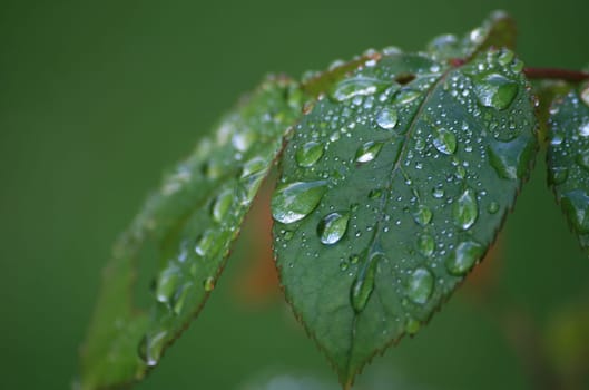 Raindrop
