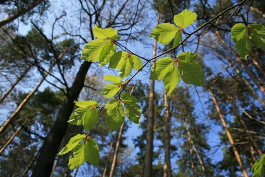 Beech leaf