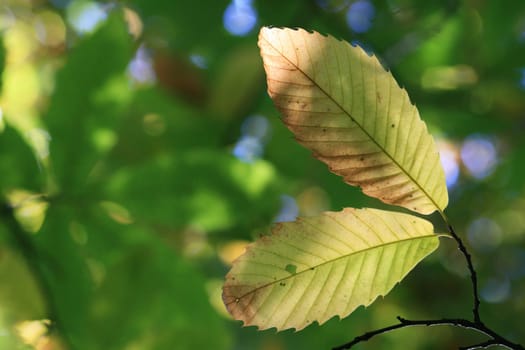 Chestnut in autumn