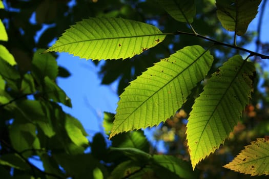 Chestnut in autumn