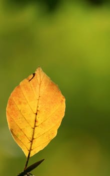 Beech leaf
