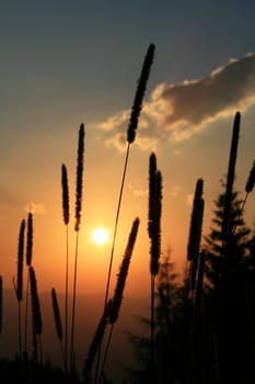 sunset or (sunset beach) or (sunset nature) or (sunset skyline)