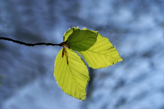 Beech leaf