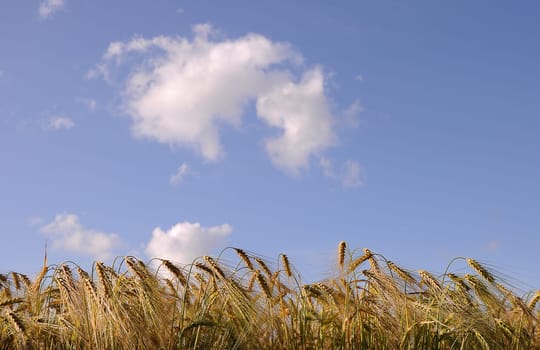 Grain field