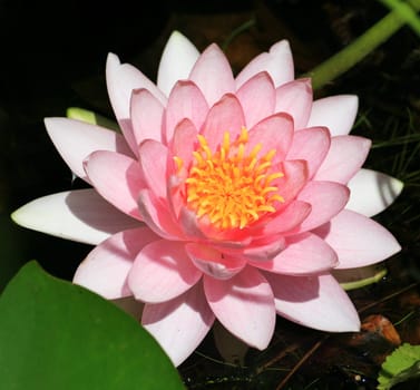 Water lily