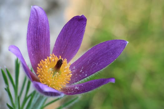 Pasque flower