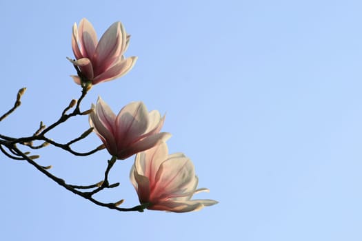 Magnolia Blossom