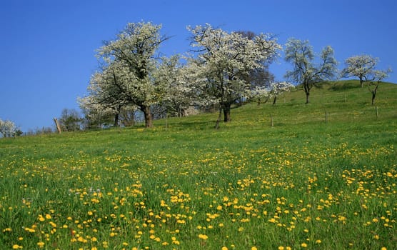 Orchard meadow