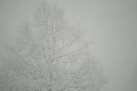 Snowfall