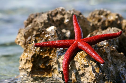 Starfish