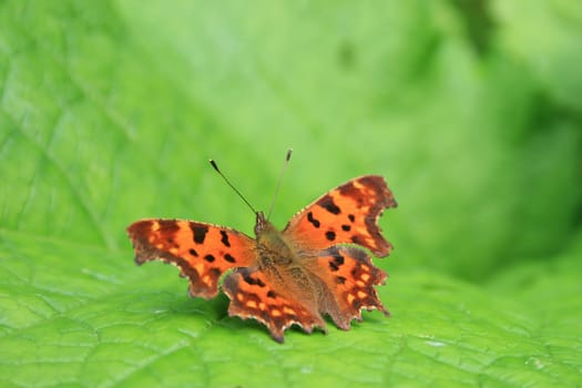 Butterfly