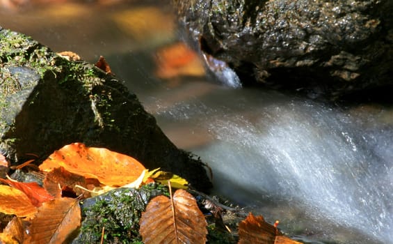 Autumn by the river