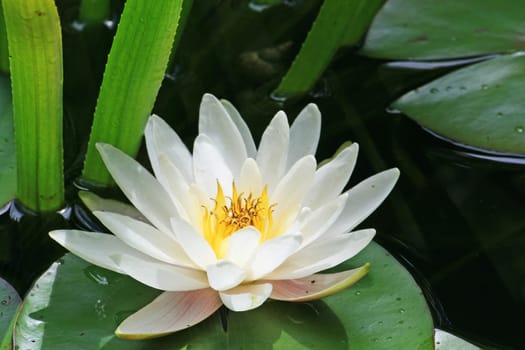 Water lily