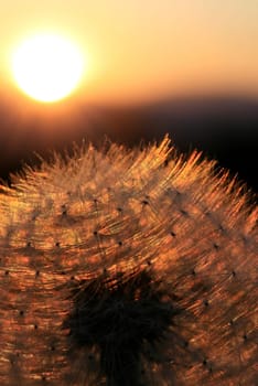 Dandelion