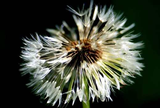 Dandelion