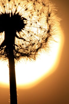 Dandelion