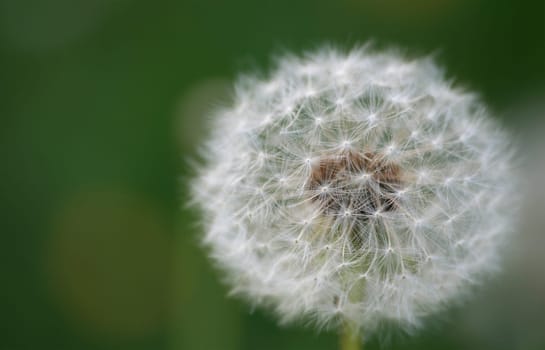 Dandelion