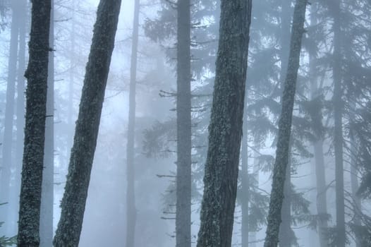 Cloud forest