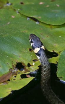 Grass snake