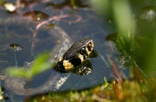 Grass snake