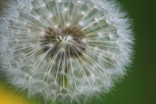 Dandelion